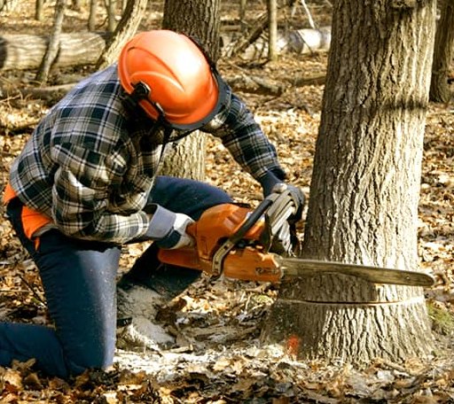 Tree Removal in Peggy, TX